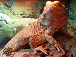 Prodám agamu s teráriem