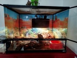 Prodám agamu s teráriem