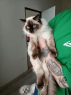 Prodám kocourka Radgoll