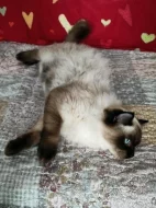 Prodám kocourka Radgoll