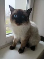 Prodám kocourka Radgoll