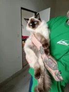 Prodám kocourka Radgoll