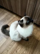 Prodám kocourka Radgoll