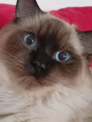 Prodám kocourka Radgoll