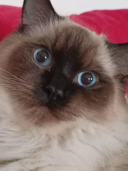 Prodám kocourka Radgoll