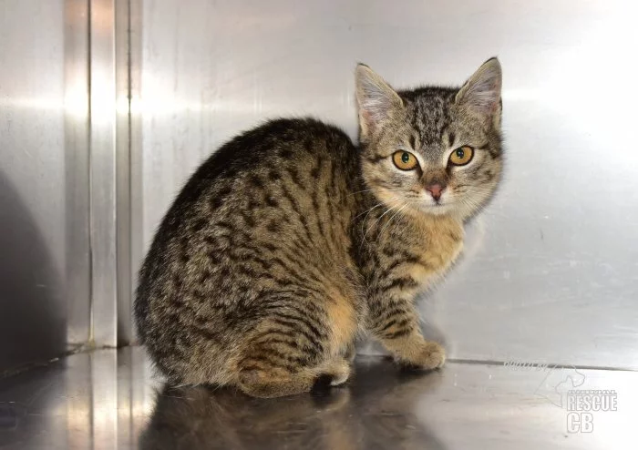 Darujeme nalezené kotě