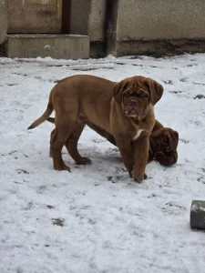 Bordeauxská doga s PP