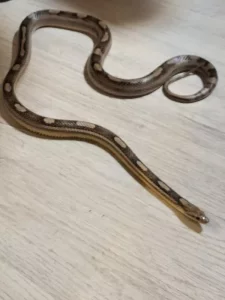 Užovka červená Tessera anery