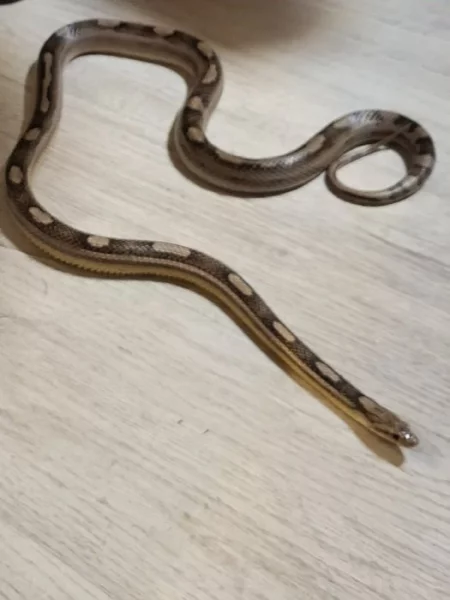 Užovka červená Tessera anery