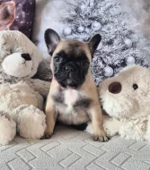 Francouzský buldoček