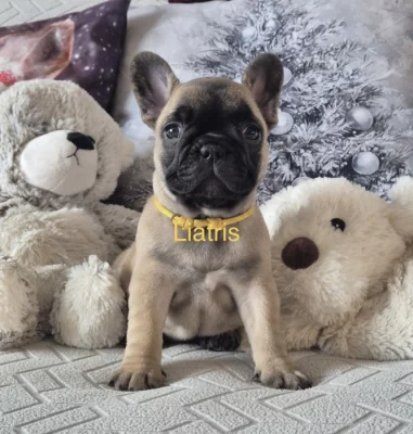 Francouzský buldoček