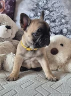 Francouzský buldoček