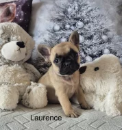 Francouzský buldoček