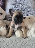 Francouzský buldoček