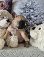 Francouzský buldoček