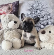 Francouzský buldoček