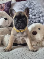 Francouzský buldoček