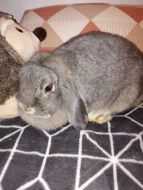 Hledám vhodný domov pro samičku zakrslého beránka