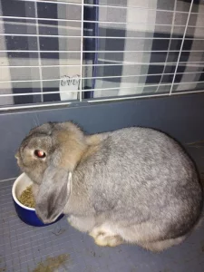 Hledám vhodný domov pro samičku zakrslého beránka