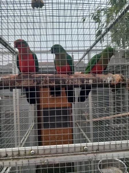 Papoušek královský