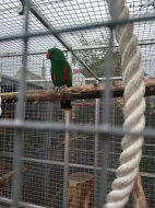Eclectus