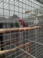 Eclectus