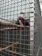Eclectus