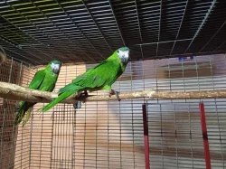 Prodám ara červenoramenný