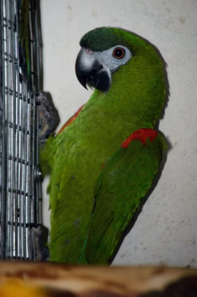 Prodám ara červenoramenný