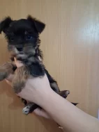 Štěňátko jorkšíra krásná fenka