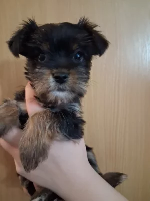 Štěňátko jorkšíra krásná fenka