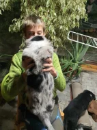 Štěňátka Border kolie