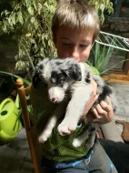 Štěňátka Border kolie