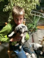 Štěňátka Border kolie