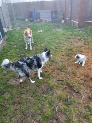 Štěňátka Border kolie