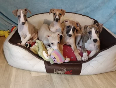 Vipet /Whippet/ - štěňata s PP