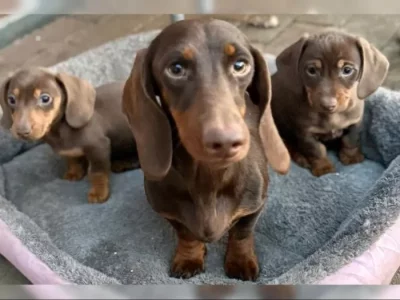 Jezevčík hladkosrstý trpasličí