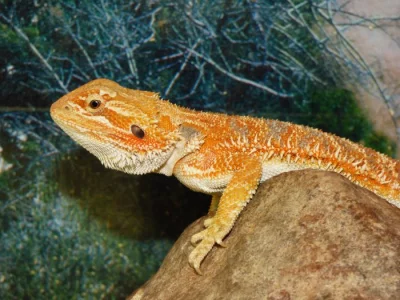 Agama vousatá (Pogona vitticeps)