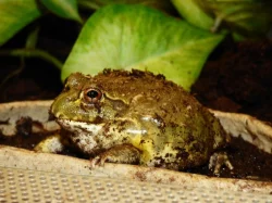 Hrabatka drsná (Pyxicephalus adspersus)