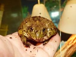 Hrabatka drsná (Pyxicephalus adspersus)