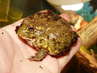 Hrabatka drsná (Pyxicephalus adspersus)