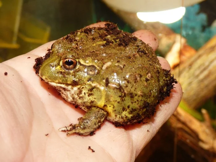 Hrabatka drsná (Pyxicephalus adspersus)