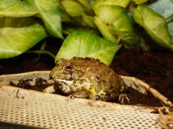 Hrabatka drsná (Pyxicephalus adspersus)