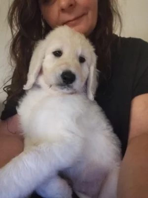 Zlatý retrívr a pudl královský bílý