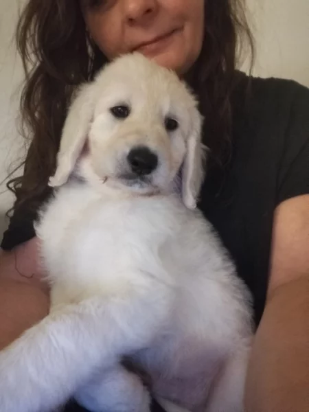 Zlatý retrívr a pudl královský bílý