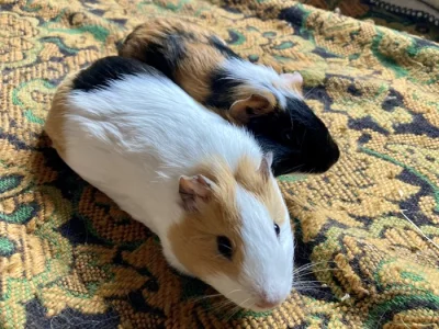 Morče dvě samičky