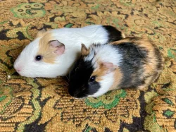 Morče dvě samičky