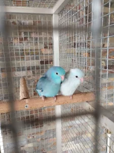 Papoušiček šedokřídlý