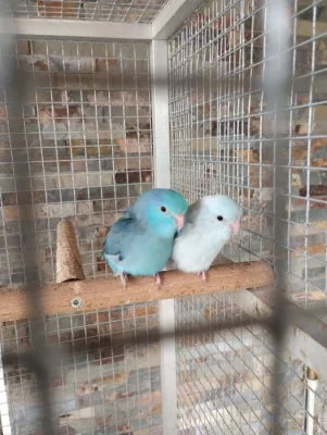 Papoušiček šedokřídlý