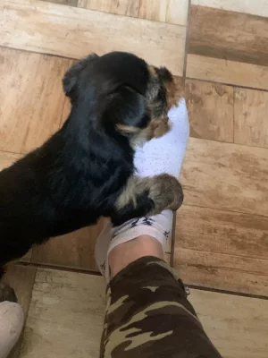 Prodám štěně jorkšírského teriéra